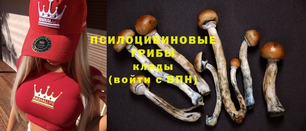 PSILOCYBIN Бородино